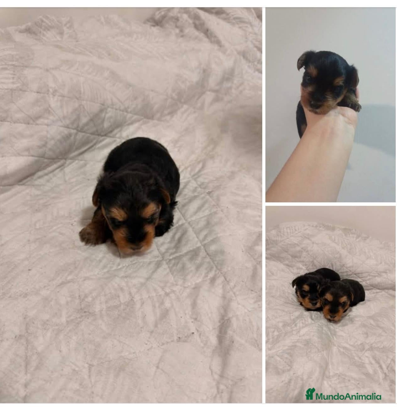 Yorkshire Terrier perros Camada de Yorkshire - Anuncio 1