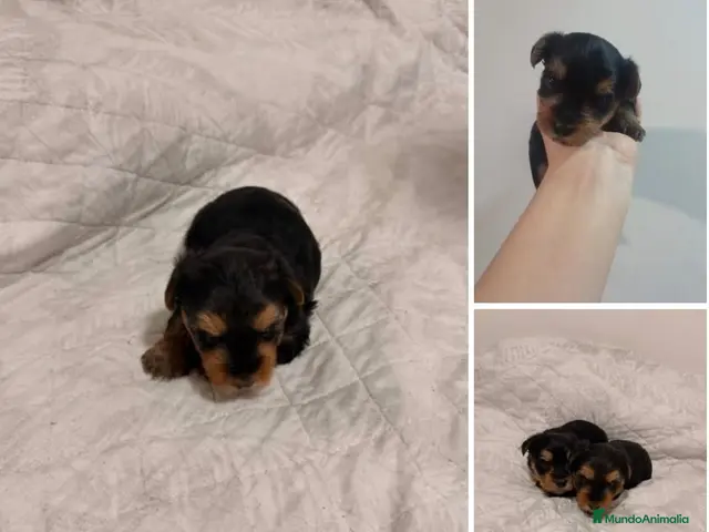 Yorkshire Terrier perros en venta: Camada de Yorkshire - Anuncio 1