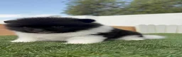 Pomerania perros en venta: POMERANIA  - Anuncio 2