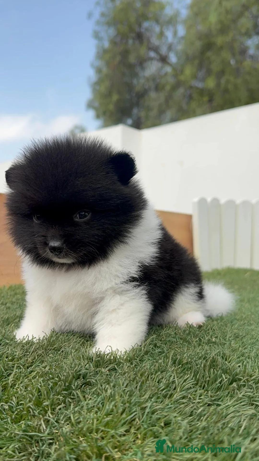 Pomerania perros en venta: POMERANIA  - Anuncio 2