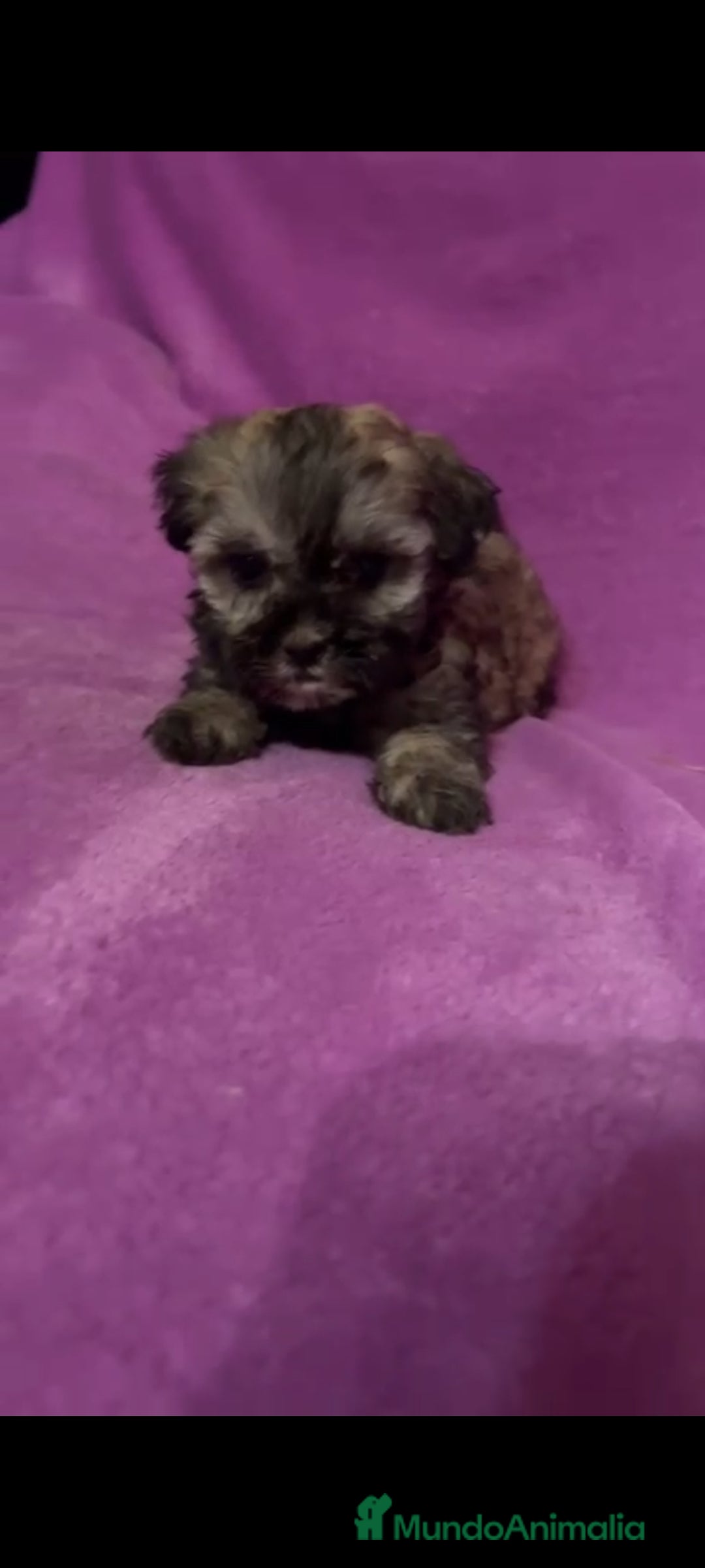 Maltipoo perros en venta: Maltipoo mini - Imagen 4