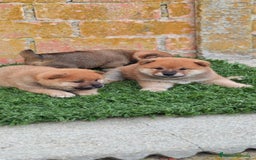 Shiba Inu perros en venta: Shiba inu  - Imagen 2