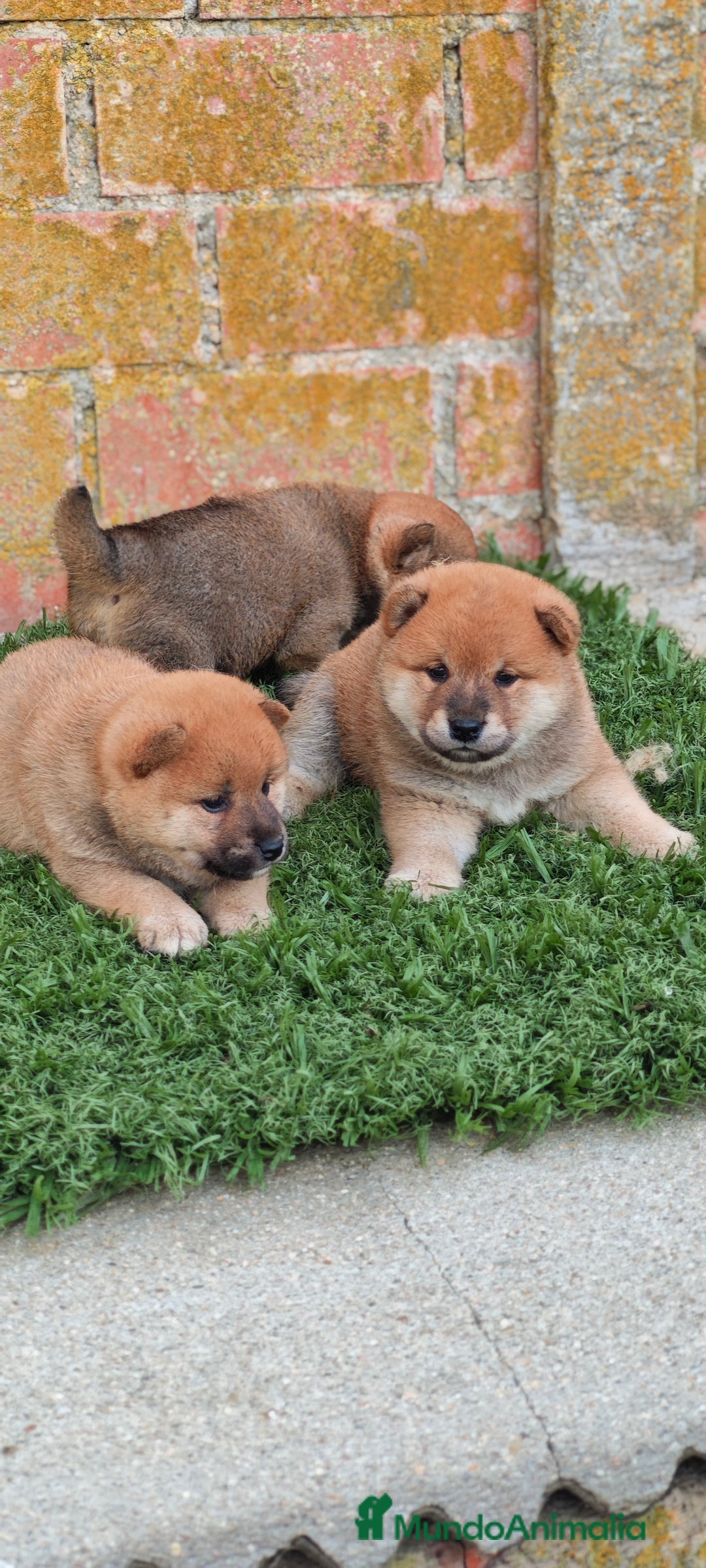 Shiba Inu perros en venta: Shiba inu  - Imagen 2