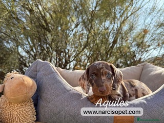 Teckel Miniatura perros - Anuncio 28