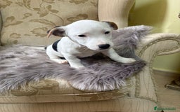 Jack Russell Terrier perros en venta: Cachorros de Jack Russell  - Imagen 12