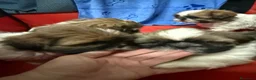 Shih Tzu perros en venta: Shihtzu tricolor - Anuncio 5