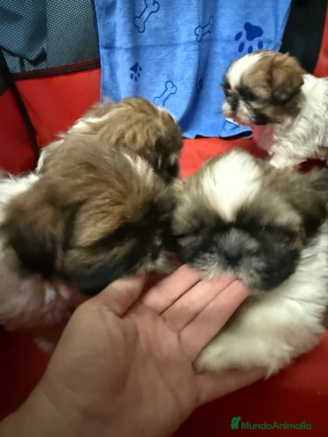 Shih Tzu perros en venta: Shihtzu tricolor - Anuncio 5