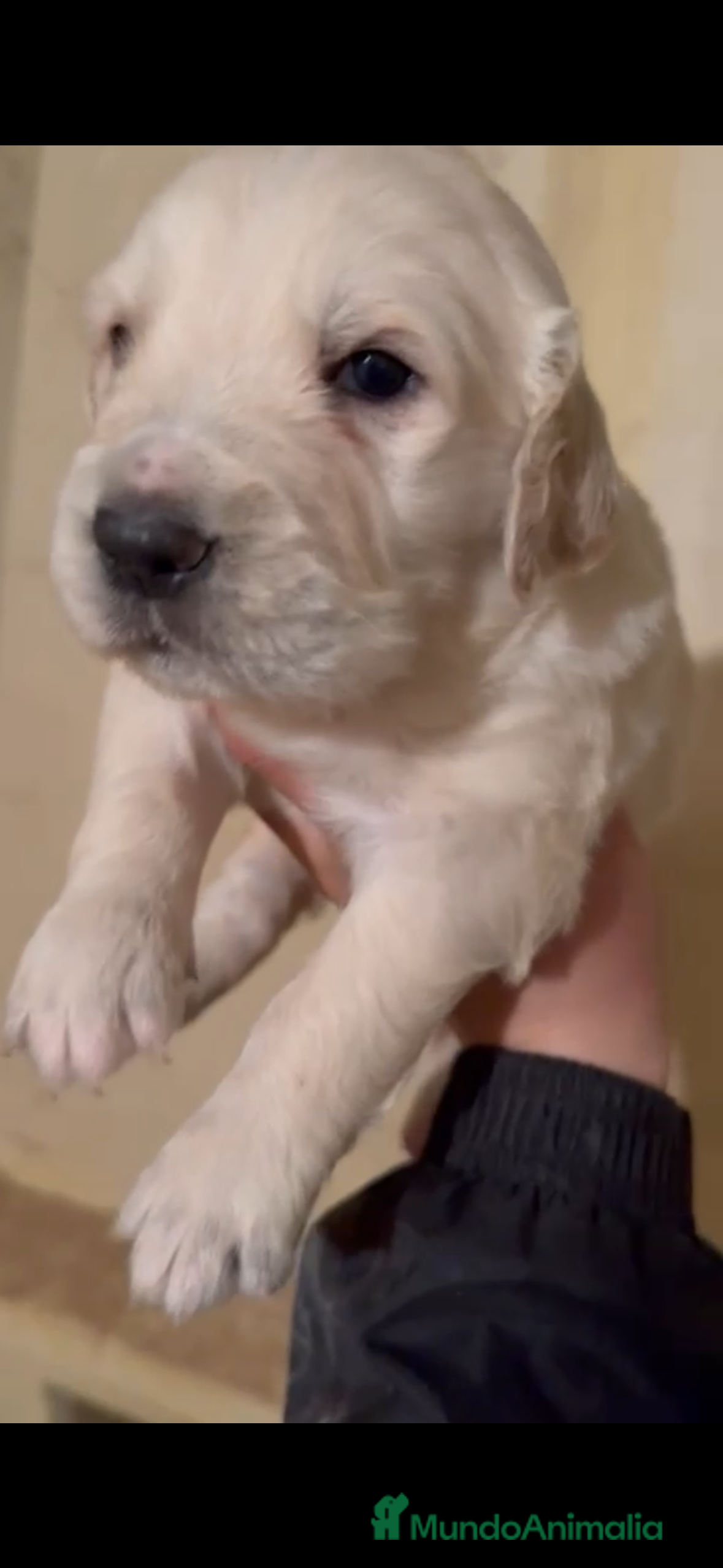 Golden Retriever perros Golden retriever macho - Anuncio 1