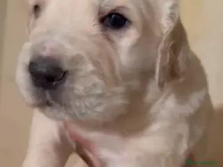 Golden Retriever perros Golden retriever macho - Anuncio 1