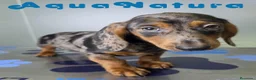 Teckel perros en venta: Teckel Macho de Kily y Luisiño 8171 - Anuncio 7