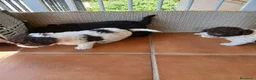 Perro de Agua Español perros en venta: Cachorros de Perro de agua  - Anuncio 10