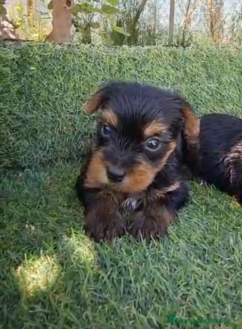 Yorkshire Terrier perros Yorkshire terrier - Anuncio 1