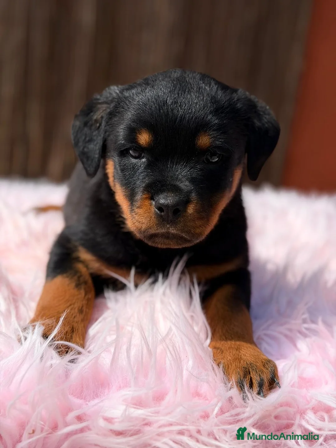 Rottweiler perros en venta: ROTTWEILER - Anuncio 7