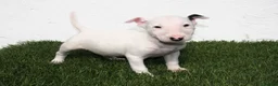 Bull Terrier perros en venta: Bull Terrier  - Anuncio 14