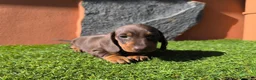 Teckel Miniatura perros en venta: TECKEL MINIATURA EN CANARIAS  - Anuncio 7