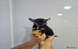 Chihuahua perros en venta: Increíbles chihuahuas toy merles - Imagen 7