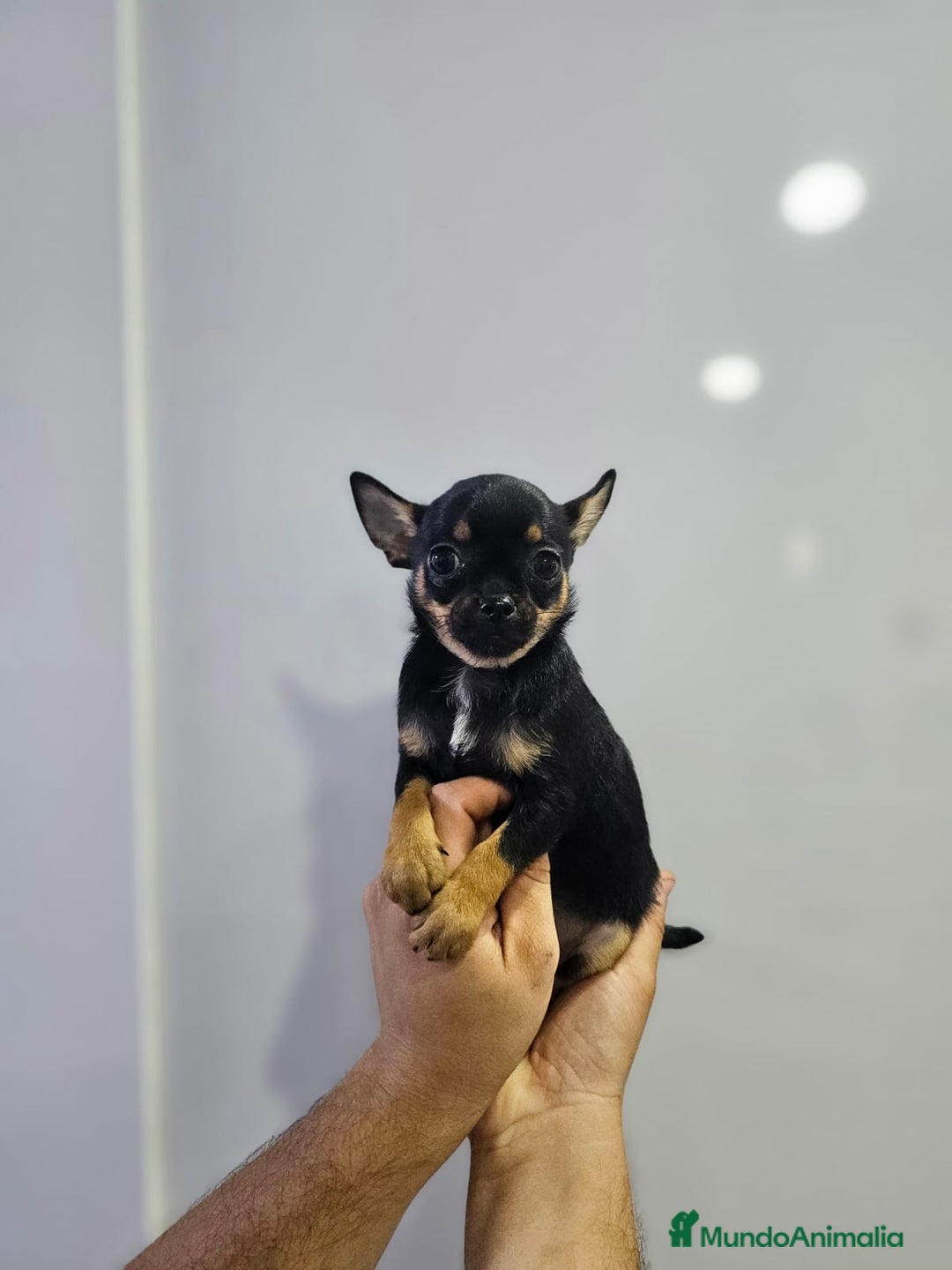 Chihuahua perros en venta: Increíbles chihuahuas toy merles - Imagen 7