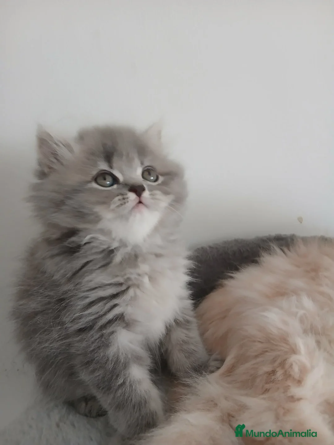 Persa gatos en venta: Persa en La Coruña - Anuncio 1
