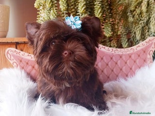 Yorkshire Terrier perros Cachorro Yorkshire Chocolate Pedigree Toy - Anuncio 7