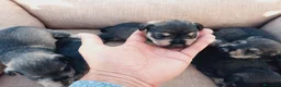 Schnauzer Miniatura perros en venta: Camada Schnauzer 2 en Almería - Anuncio 5