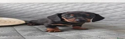 Teckel Miniatura perros en venta: TECKEL NEGRO FUEGO - Anuncio 2