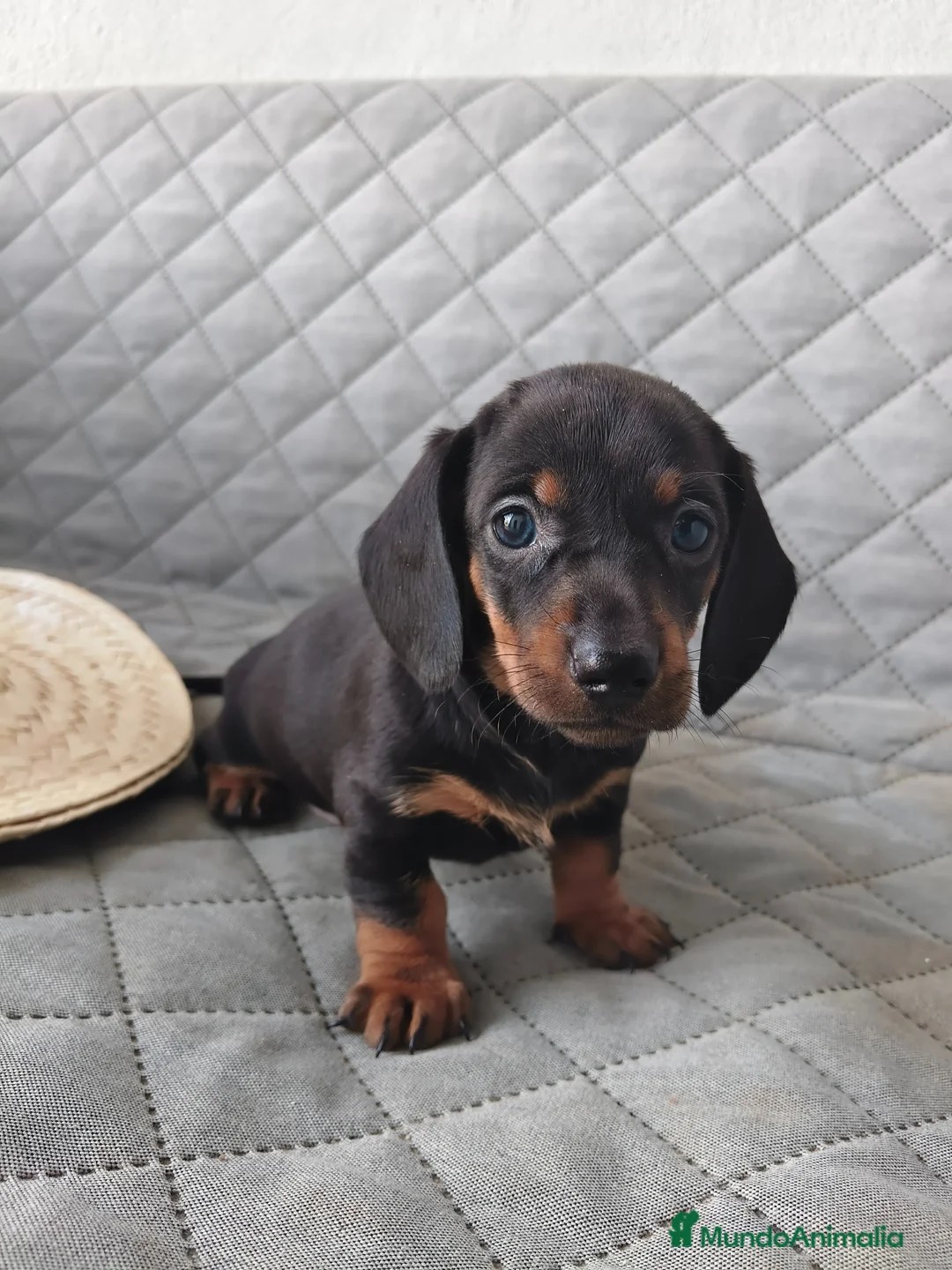 Teckel Miniatura perros en venta: TECKEL NEGRO FUEGO - Anuncio 2