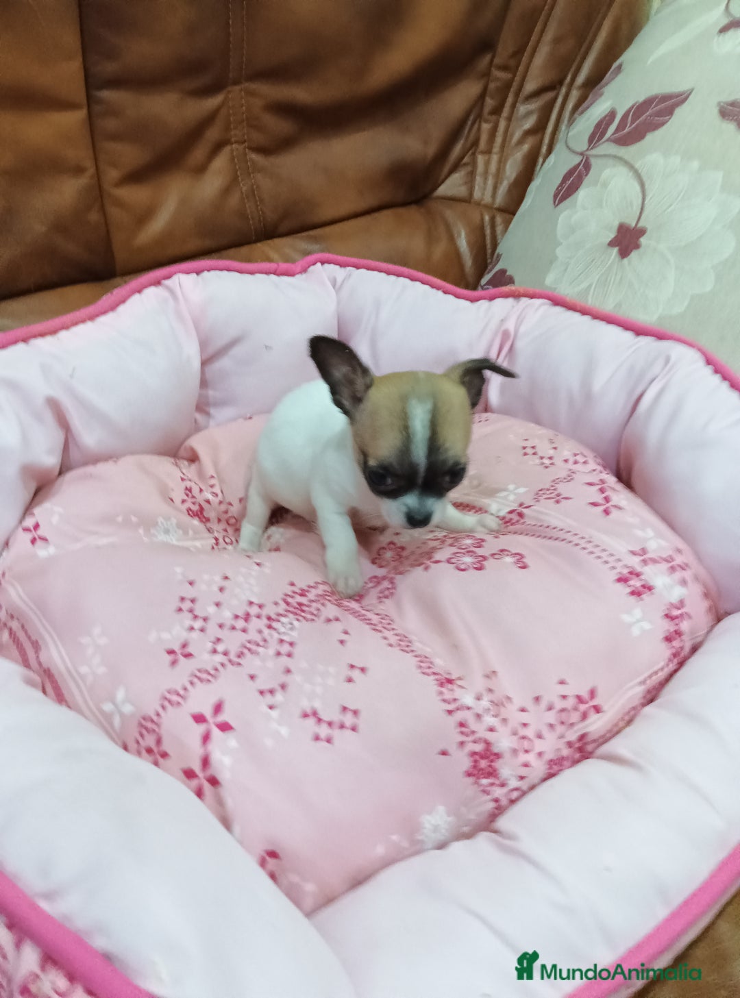 Chihuahua perros en venta: CHIHUAHUA TOY  - Anuncio 4