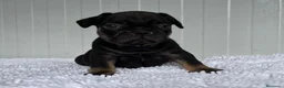 Bulldog Francés perros en venta: Bulldog frances Exotic - Anuncio 7