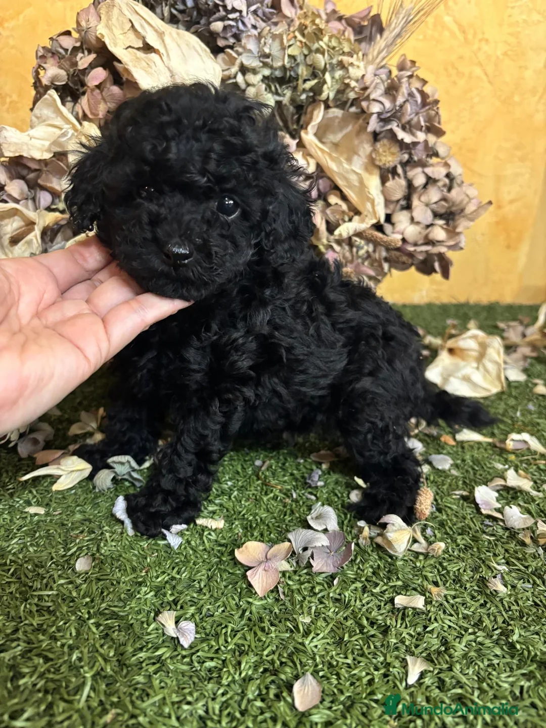 Caniche Toy perros en venta: Caniche Toy en color negro hembra!! - Anuncio 5