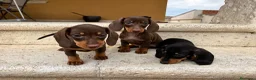 Teckel perros en venta: Teckel  - Anuncio 3