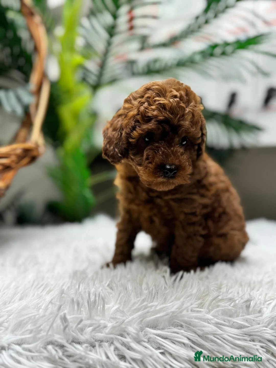 Caniche Toy perros en venta: CANICHE TOY-CACHORRO LISTO PARA ENTREGAR - Anuncio 13