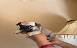Bulldog Francés perros en venta: Bulldog francés  - Imagen 1