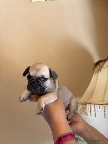 Bulldog Francés perros - Anuncio 10