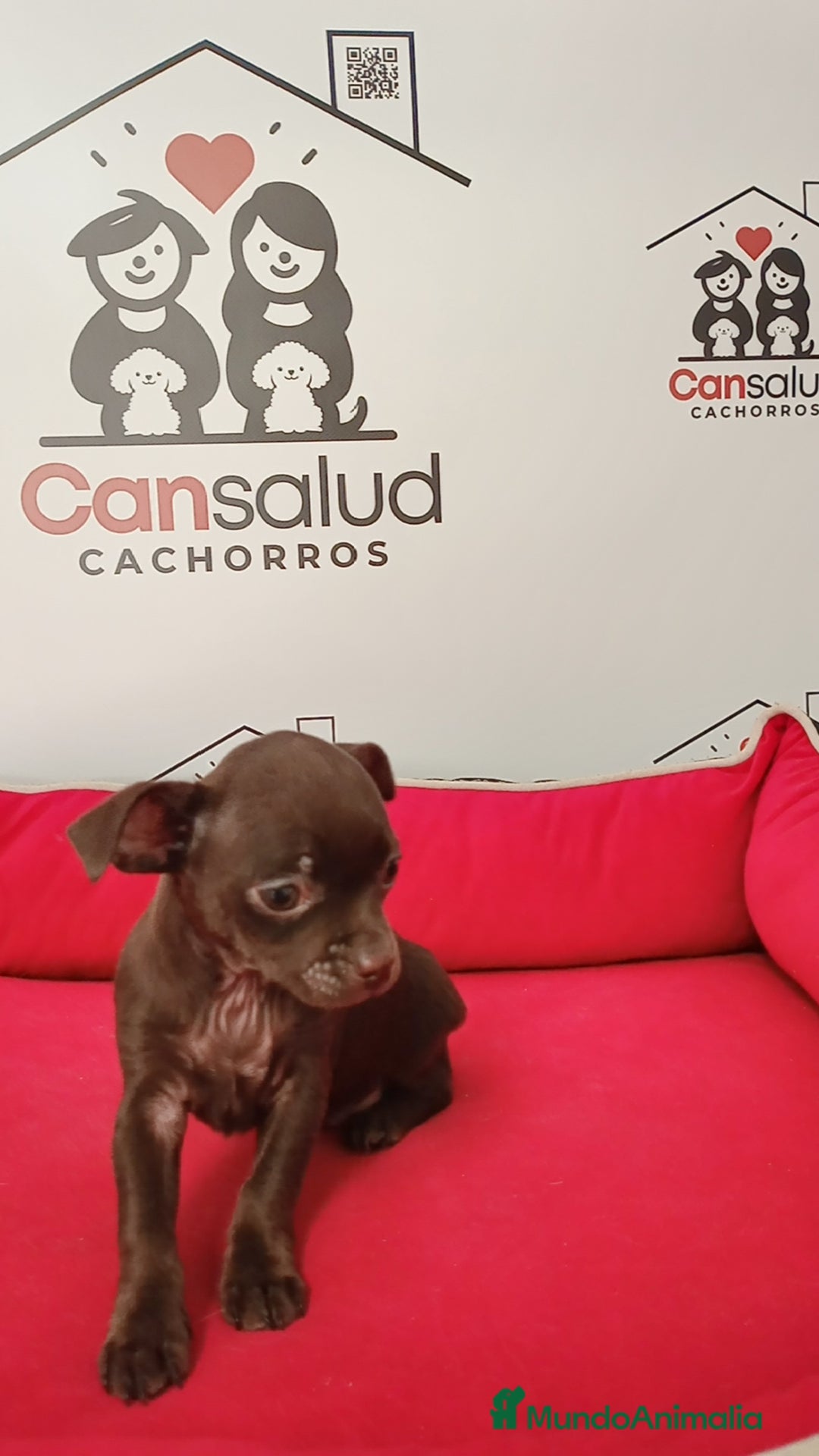 Chihuahua perros en venta: Chihuahua  - Anuncio 6
