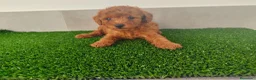 Caniche Toy perros en venta: Caniches toy - Anuncio 22