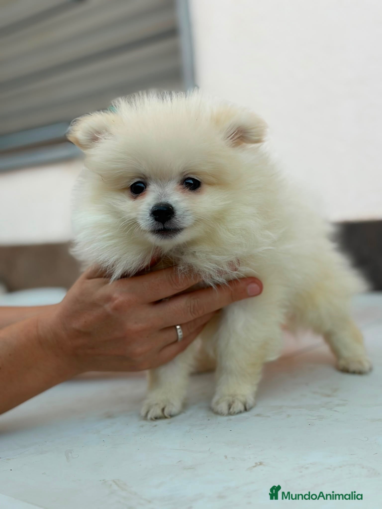 Pomerania perros Pomerania hembra🐾 - Anuncio 1
