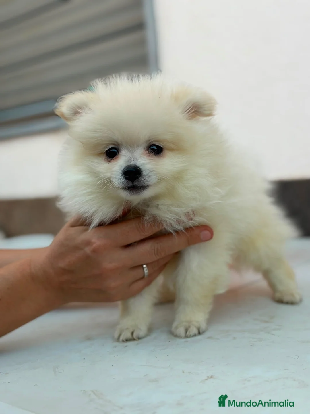 Pomerania perros en venta: Pomerania hembra🐾 - Anuncio 1