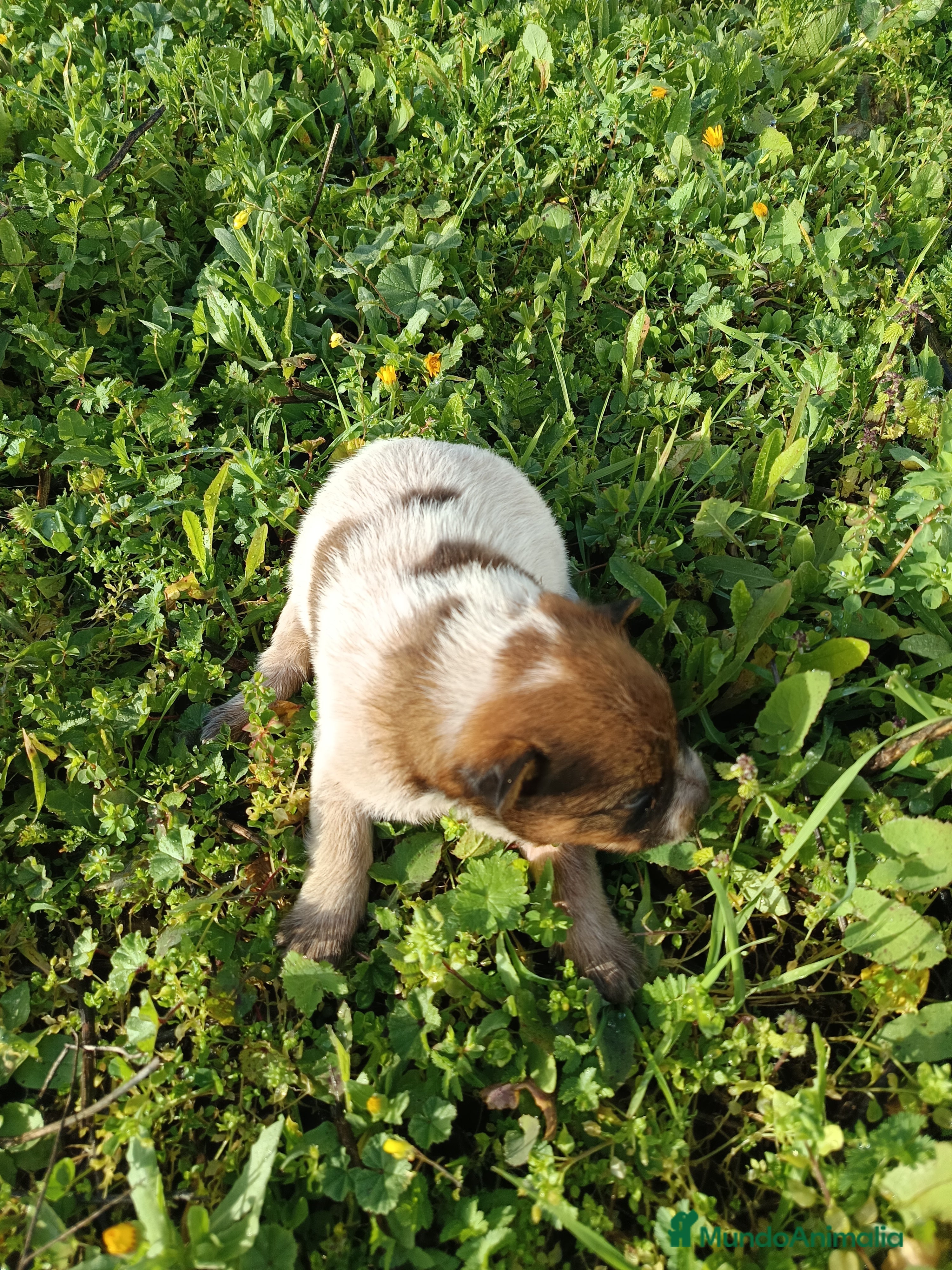 Pastor Australiano perros Cattle Dog ganadero australiano  - Anuncio 2