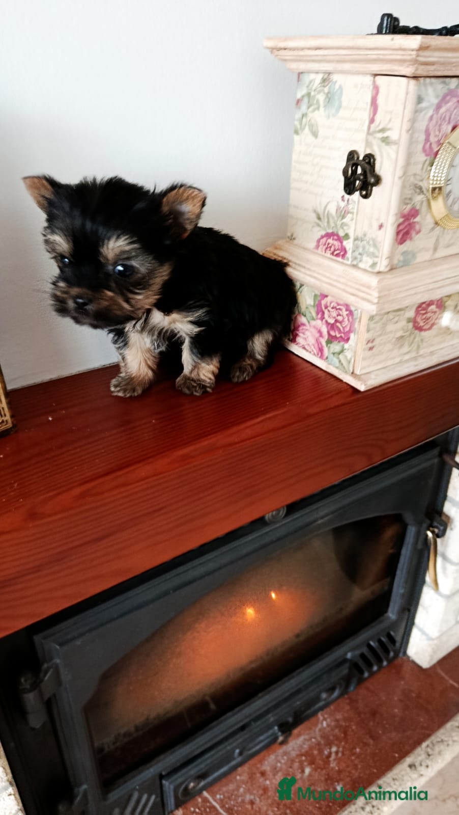 Yorkshire Terrier perros Yorshire toy  - Anuncio 2
