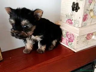 Yorkshire Terrier perros Yorshire toy - Anuncio 2