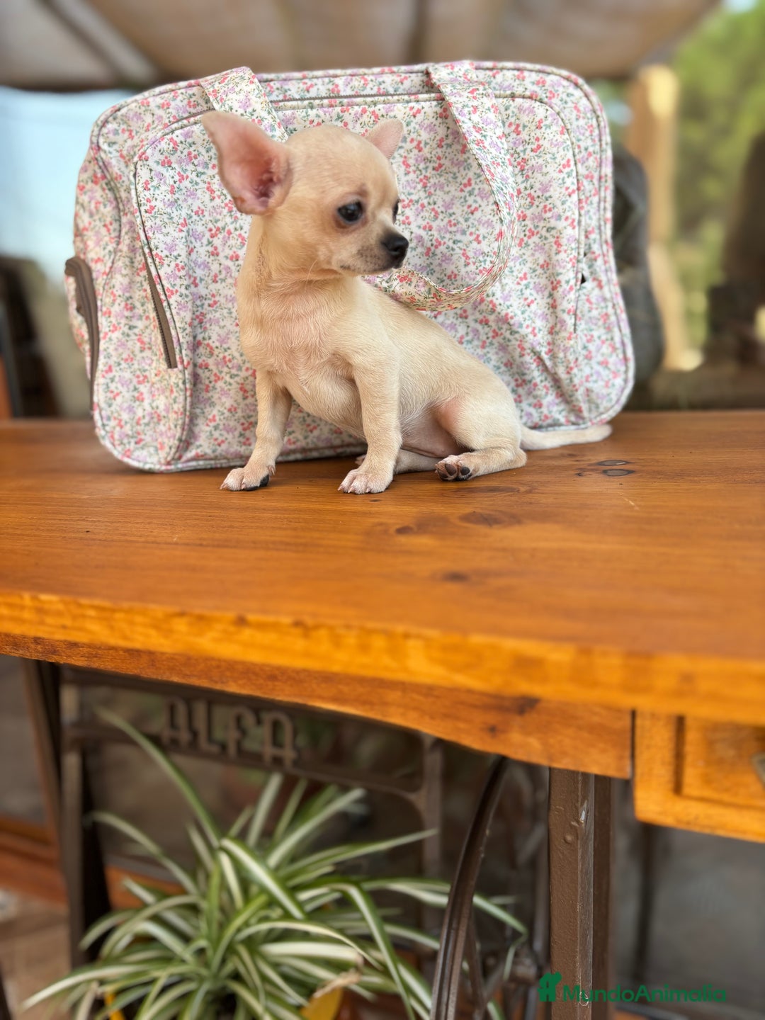 Chihuahua perros en venta: Chihuahua Hembra Toy  - Imagen 5