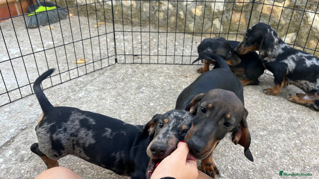 Teckel Miniatura perros en venta: Camada de Teckel miniatura  - Imagen 5