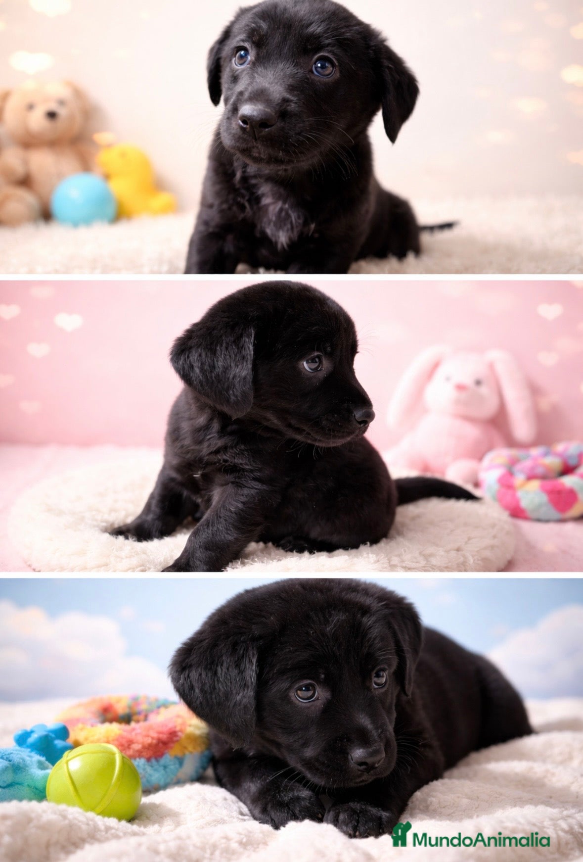 Labrador Retriever perros Preciosa y última cachorra disponible!! - Anuncio 2