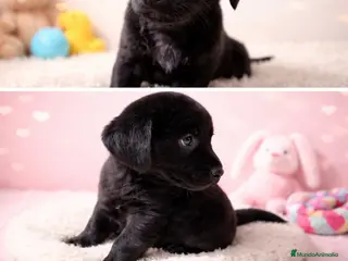 Labrador Retriever perros Preciosa y última cachorra disponible!! - Anuncio 2