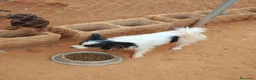 Papillon perros en venta: Papillón  - Anuncio 3