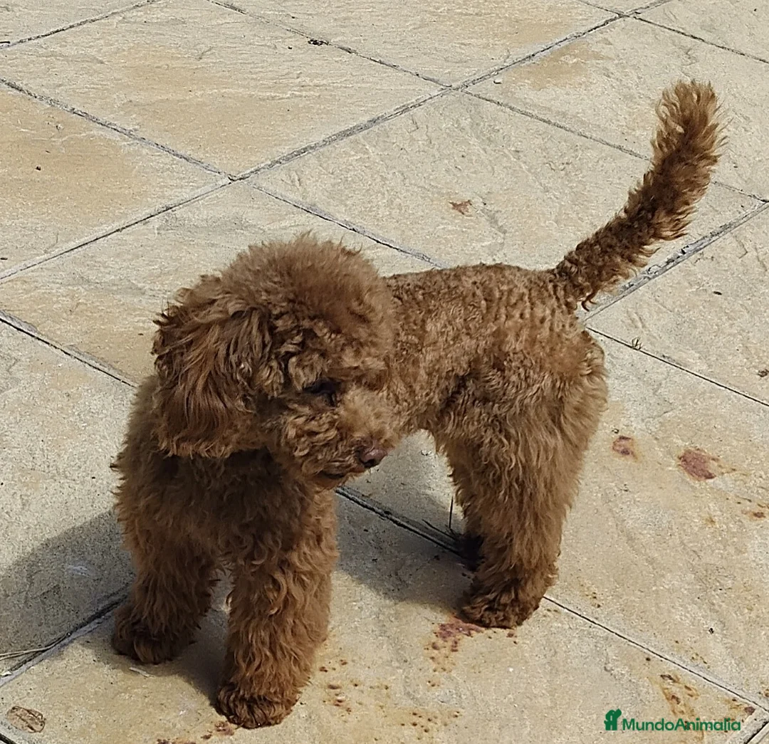 Caniche Toy perros en venta: Cachorros caniche rojo - Anuncio 1