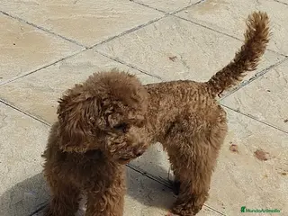 Caniche Toy perros Cachorros caniche rojo - Anuncio 2