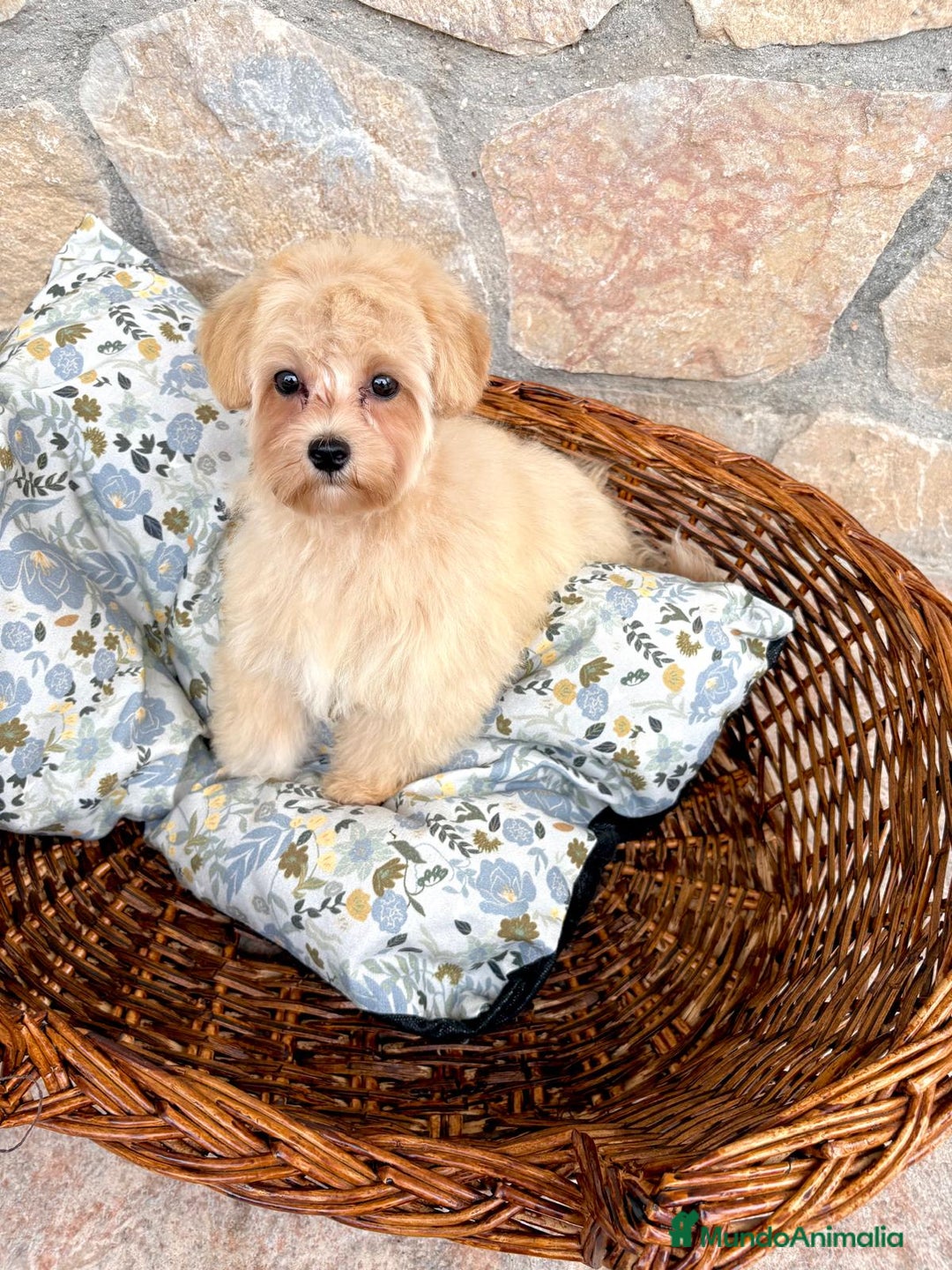 Maltipoo perros en venta: Maltipoo hembra disponible  - Imagen 3