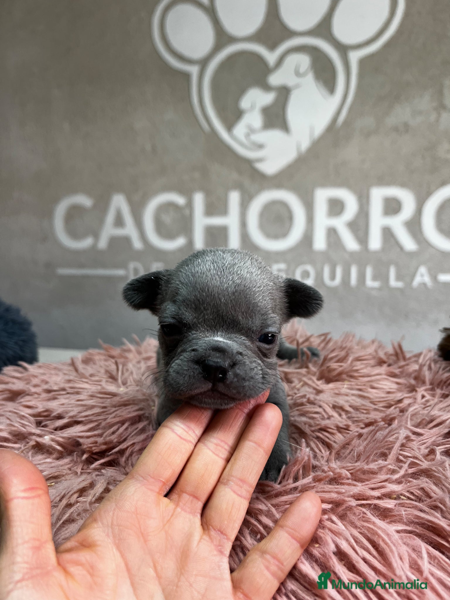 Bulldog Francés perros Bulldog francés  - Anuncio 36