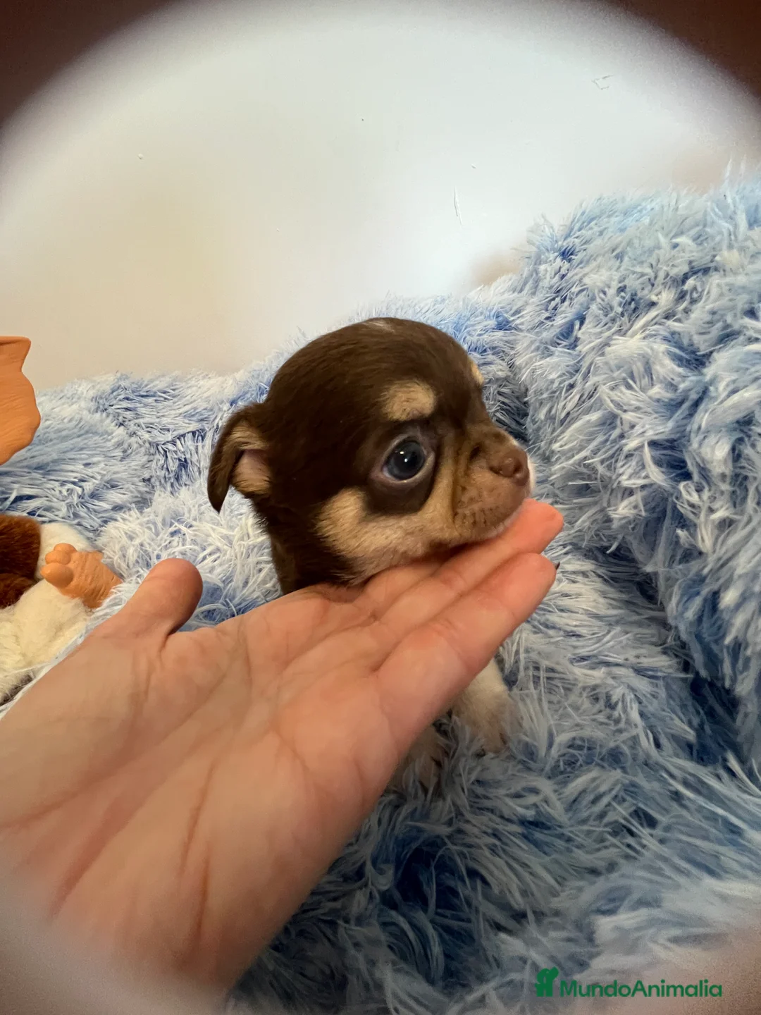 Chihuahua perros en venta: Machito toy  en Barcelona - Anuncio 2